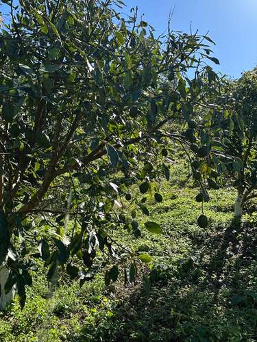 Finca en Barahona  - Imagen 11