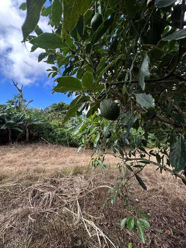 Finca en Barahona  - Imagen 3
