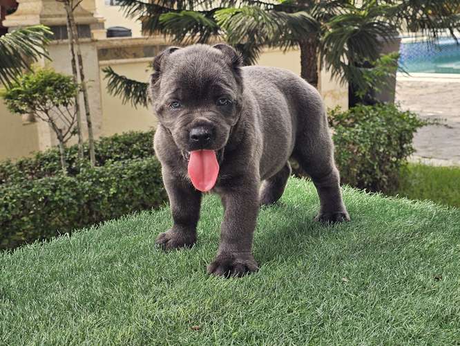 Cane Corso Ambos Sexos con pedigree 
