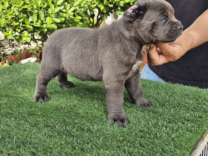 Cane Corso Ambos Sexos con pedigree 