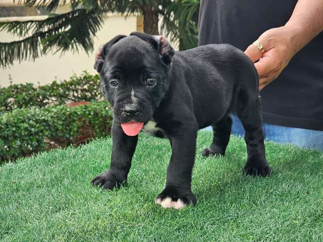 Cane Corso Ambos Sexos con pedigree 