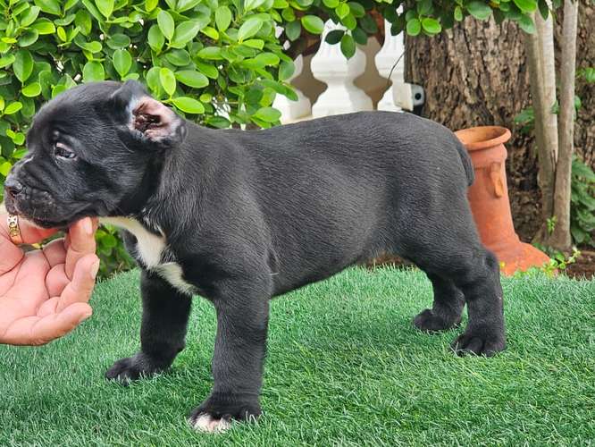 Cane Corso Ambos Sexos con pedigree 