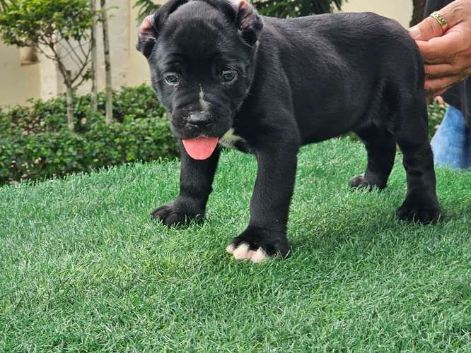 Cane Corso Ambos Sexos con pedigree 