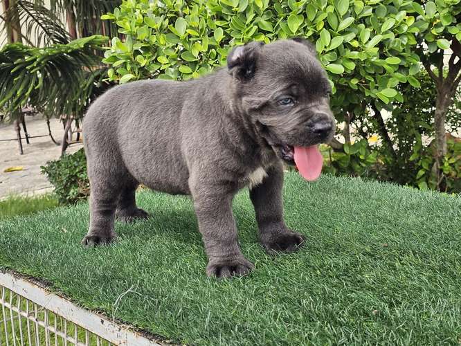 Cane Corso Ambos Sexos con pedigree 