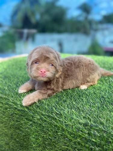 Shipoo Lilac Macho  - Imagen 3