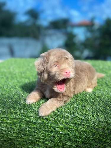 Shipoo Lilac Macho  - Imagen 2