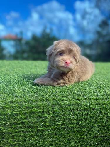 Shipoo Lilac Macho 