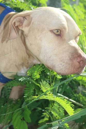 PITBULL TERRIER EN VENTA — PRECIO NEGOCIABLE