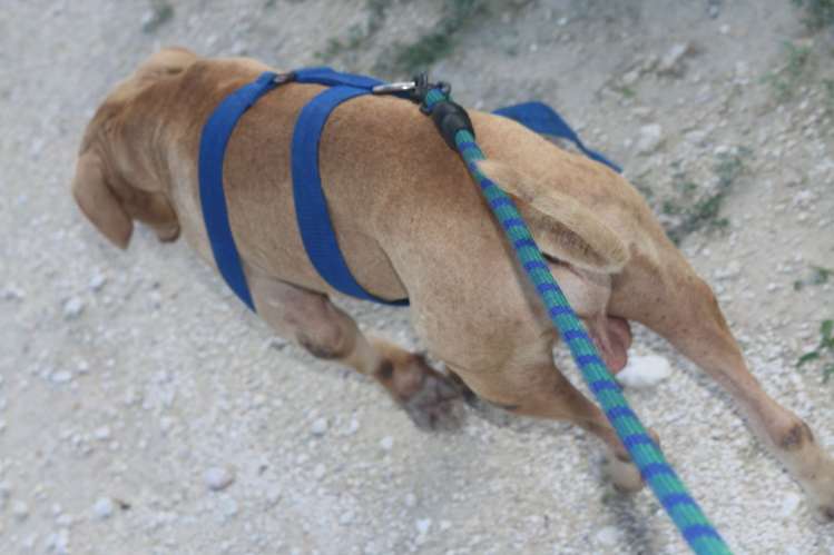 PITBULL TERRIER EN VENTA — PRECIO NEGOCIABLE