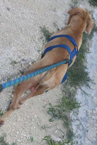 PITBULL TERRIER EN VENTA — PRECIO NEGOCIABLE