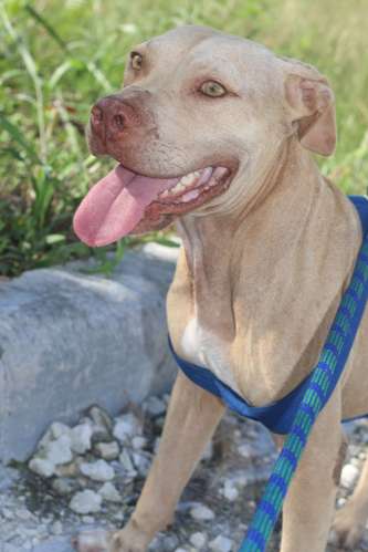 PITBULL TERRIER EN VENTA — PRECIO NEGOCIABLE