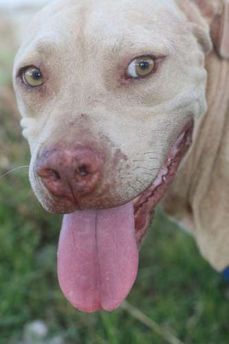 PITBULL TERRIER EN VENTA — PRECIO NEGOCIABLE