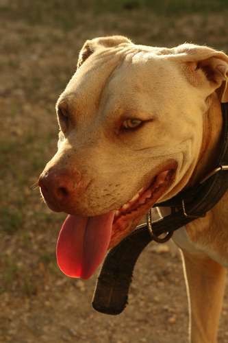 PITBULL TERRIER EN VENTA — PRECIO NEGOCIABLE