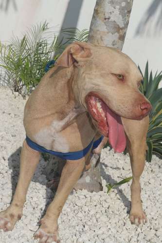PITBULL TERRIER EN VENTA — PRECIO NEGOCIABLE