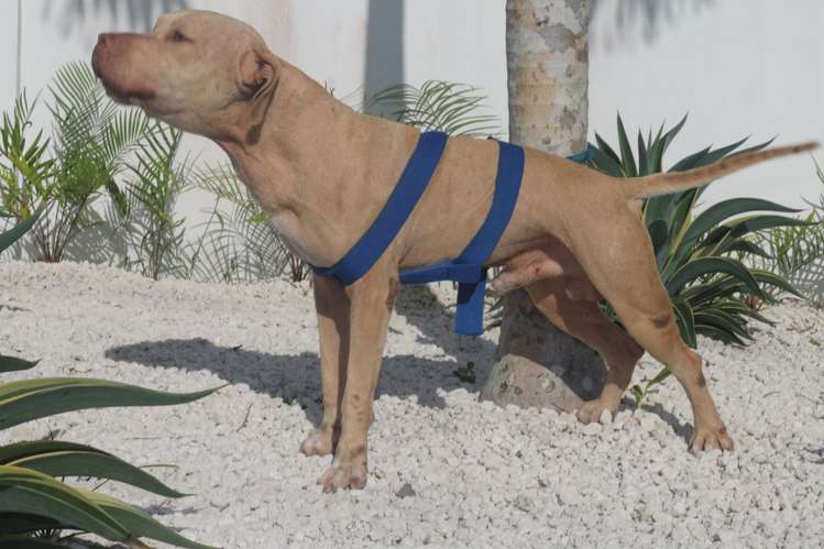 PITBULL TERRIER EN VENTA — PRECIO NEGOCIABLE