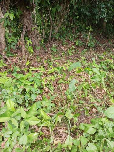 Terreno en Venta Carretera la Cuaba - Imagen 2