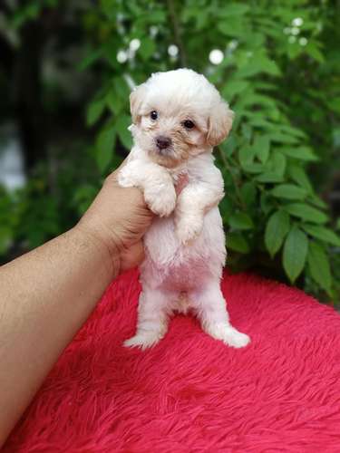Maltipoo Ambos Sexos  - Imagen 2