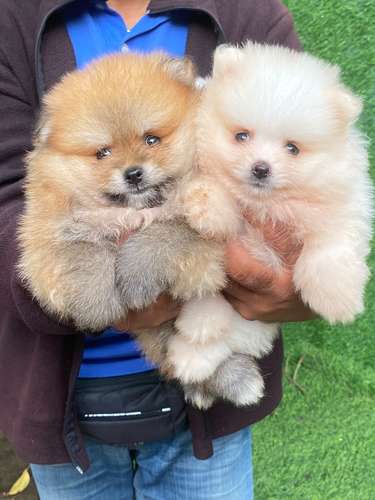 Pomerania Calidad Cara de Oso Ambos Sexos 