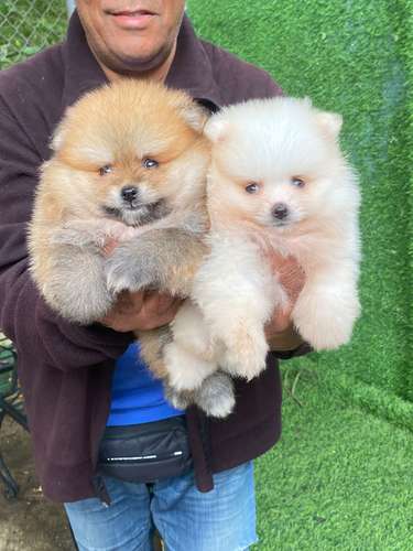 Pomerania Calidad Cara de Oso Ambos Sexos 