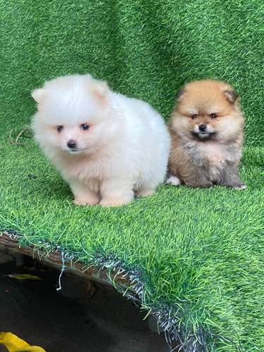Pomerania Calidad Cara de Oso Ambos Sexos 