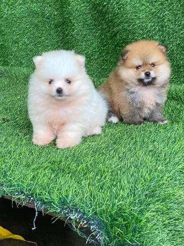 Pomerania Calidad Cara de Oso Ambos Sexos 