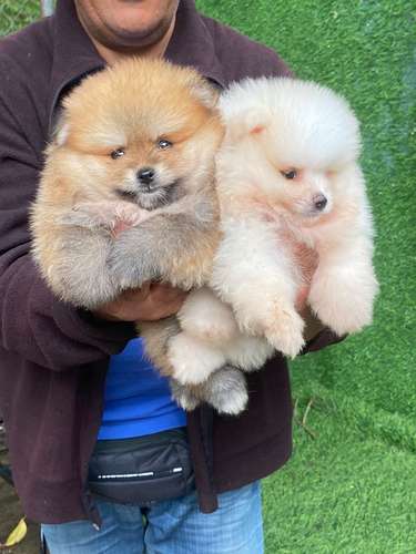 Pomerania Calidad Cara de Oso Ambos Sexos 