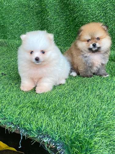 Pomerania Calidad Cara de Oso Ambos Sexos 