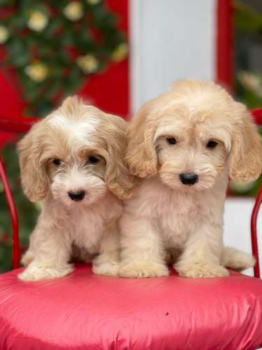 Cookapoo Ambos sexos  - Imagen 1