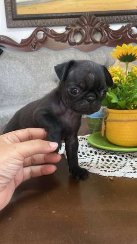 PUG Ambos Sexos  - Imagen 3