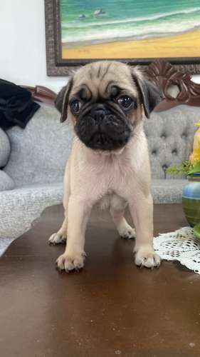 PUG Ambos Sexos  - Imagen 1