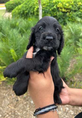 Cooker Spaniel Ambos Sexos 