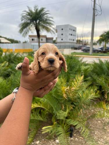 Cooker Spaniel Ambos Sexos | Santo Domingo