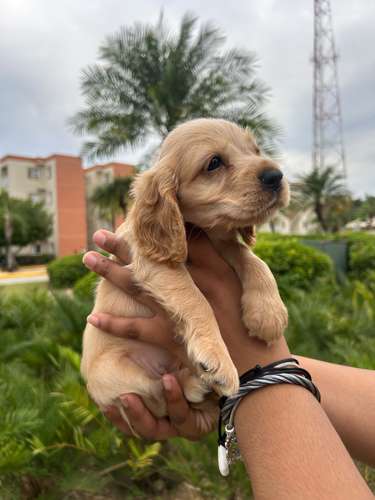 Cooker Spaniel Ambos Sexos 
