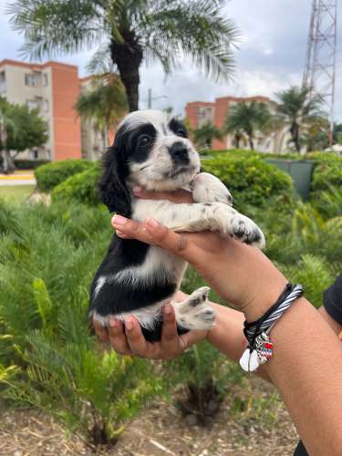 Cooker Spaniel Ambos Sexos 
