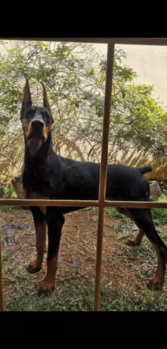 Doberman Monta - Imagen 4