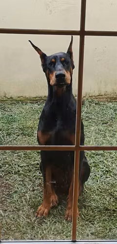 Doberman Monta - Imagen 6