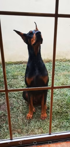 Doberman Monta - Imagen 3