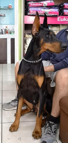 Doberman Monta - Imagen 5