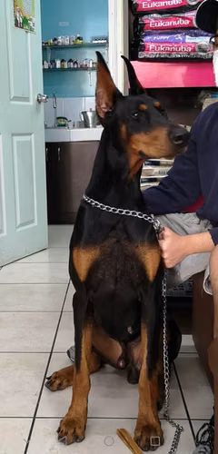 Doberman Monta - Imagen 2
