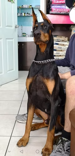 Doberman Monta