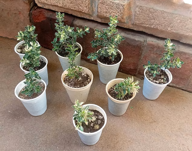 Venta de plantas (Sábilas, Cactus varios, Serissa, Palmeras) - Imagen 6