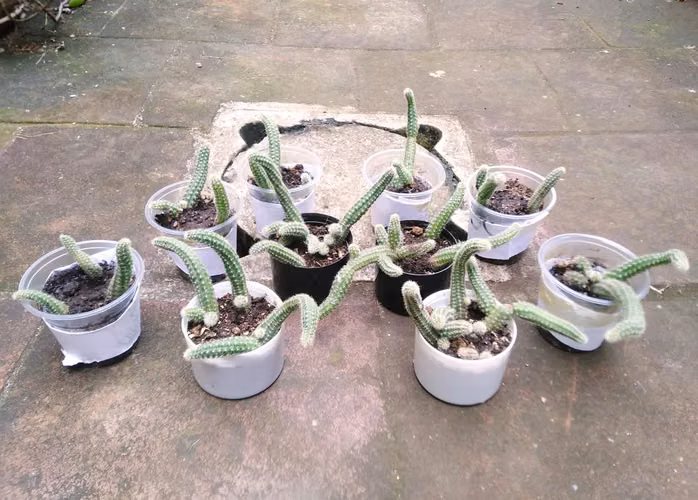 Venta de plantas (Sábilas, Cactus varios, Serissa, Palmeras) - Imagen 3