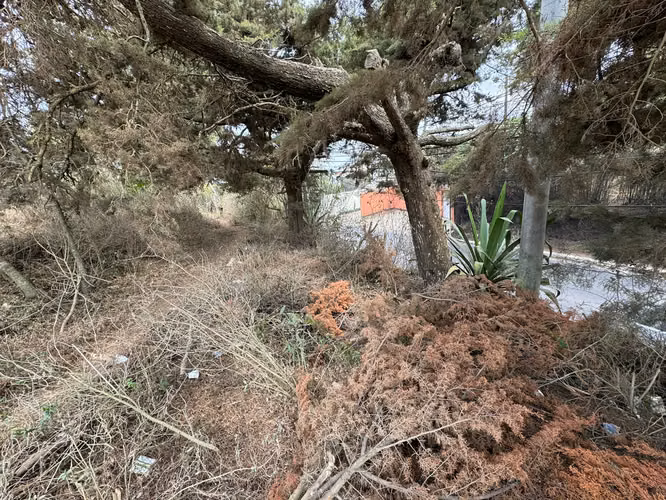 Terreno en venta en entrada a Olmeca, dirección a Pavon, lo de Dieguez - Imagen 3