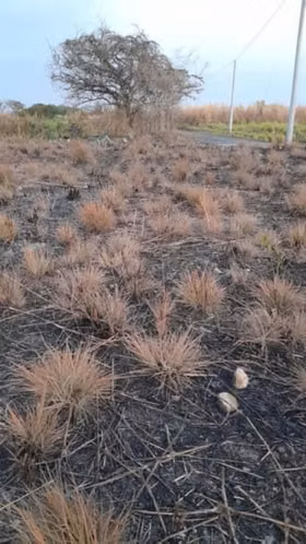 Terreno en Venta en Quintas La Ponderosa Masagua - Imagen 2
