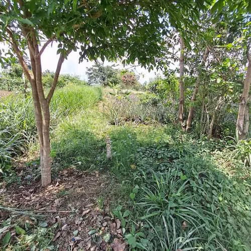 TERRENO EN ALQUILER EN MAZATENANGO