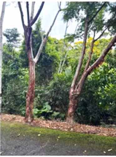 Venta de terreno en izabal