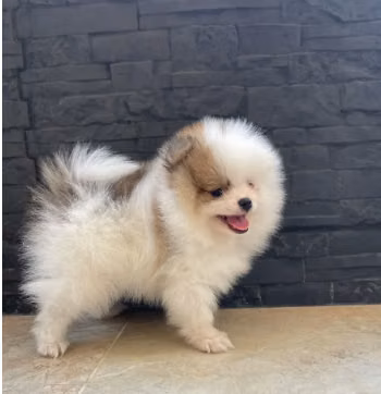 LINDOS POMERANIA VISACUOTAS - Imagen 2