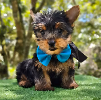 Cachorros Yorkshire Yorkie York Terrier Yorkshire