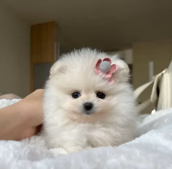 Hembra Pomerania Visacuotas