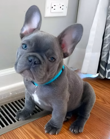 Bulldog francés Flufly